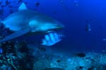 Bull shark on exploration in the reef