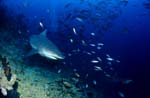 Bull shark in the coral reef