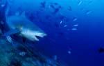 Bull shark swims in deeper water