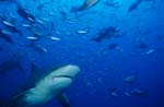 Bull Shark surrounded by reef fish