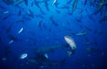 Bull sharks in a high concentration of fish