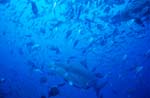 Bull sharks in fish concentration