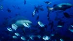 Bull shark and reef fishes