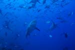 Bull sharks surrounded by fishes