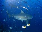 Bull shark in fish concentration