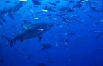 Bullenhaie umgeben von Fischen