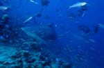 Bullenhaie umkreisen Taucher