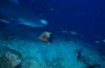 Bull shark comes to the reef