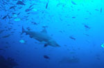 Bullenhai vor dem Riff