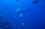 Bullenhaie umringt von Fischen