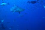 Bullenhaie und Rifffische