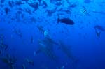 Bull sharks with course upwards