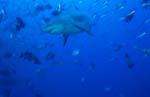Bull shark in the blue waters of the South Pacific
