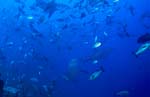 Coral fish and bull sharks