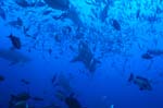 Bull sharks surrounded by fishes