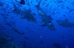 Bullenhaie in Fischansammlung