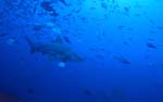 Bullenhai kurz vor dem Riff