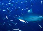 Bull Shark in a wall of fishes