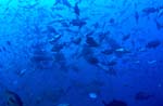 Bullenhaie in Fischkonzentration