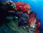 Soft corals (Dendronephthya sp)