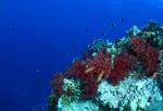 Soft coral (Dendronephthya sp)