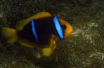 Orange-Fin Anemonefish (Amphiprion chrysopterus)