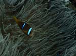 Orange-Fin Anemonefish (Amphiprion chrysopterus)