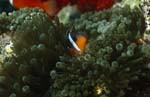 Red and Black Anemonfish – Variation
