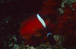 Red and Black Anemonfish – Variation