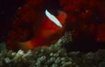 Red and Black Anemonfish - Variation