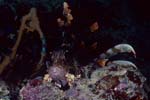Indischer Rotfeuerfisch (Pterois miles)