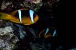Red Sea anemonefish (Amphiprion bicinctus)
