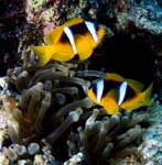 Red Sea anemonefish (Amphiprion bicinctus)