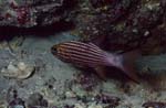 Large toothed cardinalfish (Cheilodipterus macrodon)