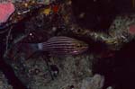 Wolf cardinalfish (Cheilodipterus artus)