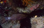 Wolf cardinalfish (Cheilodipterus artus)
