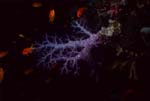 Soft coral (Dendronephthya sp.)