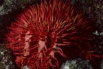 crown-of-thorns starfish acanthaster planci