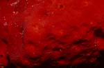 Red Sponge (Cliona vastifica)
