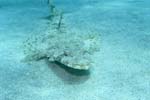 Indian Flathead covered by sand