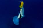 Threadfin butterflyfish (Chaetodon auriga)