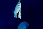 Threadfin butterflyfish (Chaetodon auriga)