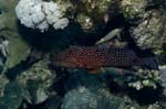 Jewel grouper (Cephalopholis miniata)
