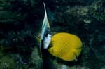 Red sea bannerfish and Masked butterflyfish 