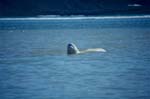 Beluga whale raises his head above water