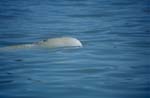 Beluga whale in the sea