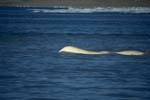 Beluga whale at the sea surface