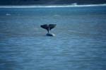 Striking Beluga whale tail Fluke
