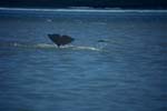 Beluga whale dive