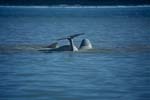Beluga whales in the Arctic Ocean